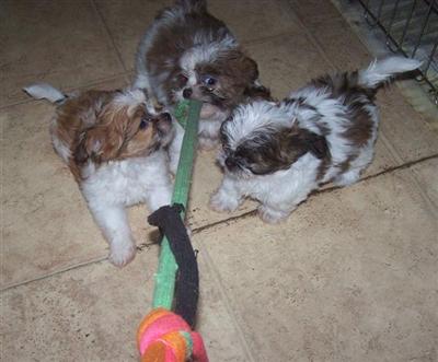 Mi-Ki Puppies for Sale